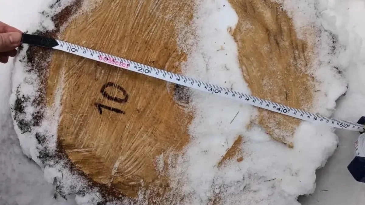 Суд обязал арендатора лесного участка в Калужской области возместить ущерб в 760 тысяч рублей