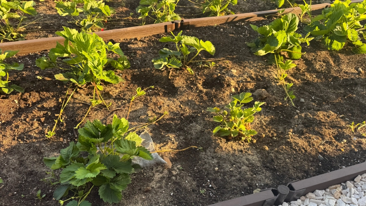 Первое, что я делаю для клубники в апреле — и самое лучшее: растёт, как грибы после дождя