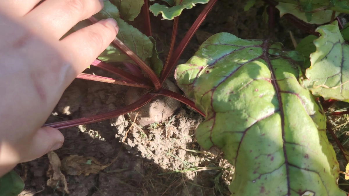 Точно уродится: лучшие сорта свеклы для открытого грунта — список от агронома