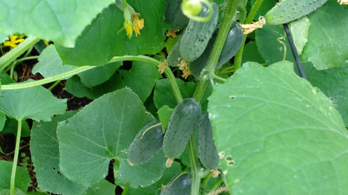 Когда начать сеять огурцы в открытый грунт: ориентир на березу и одуванчики