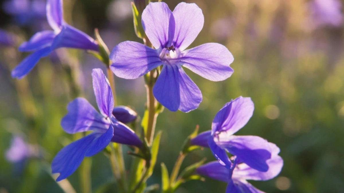 Простые петунии больше не в моде - в наши сады явился шикарный однолетник: радует все лето без остановки