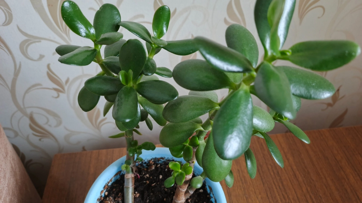 Какая земля нужна для замиокулькаса: выбираем грунт для пересадки