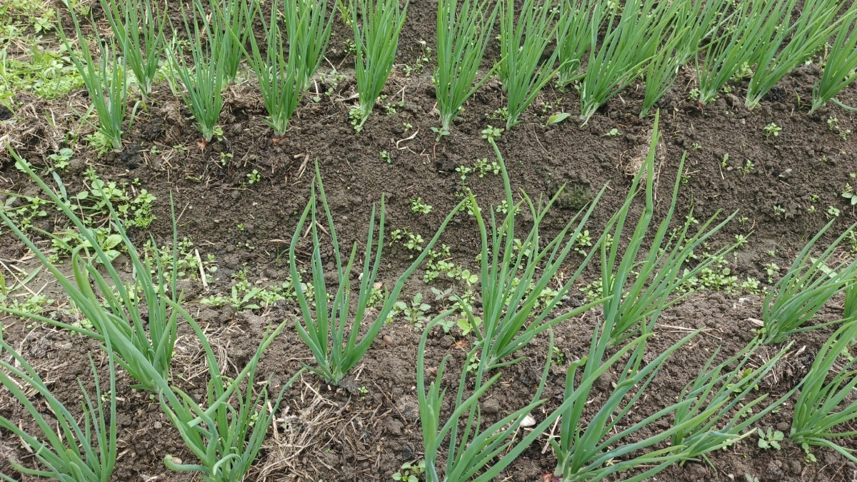 Чем подкормить лук весной: делаем как надо