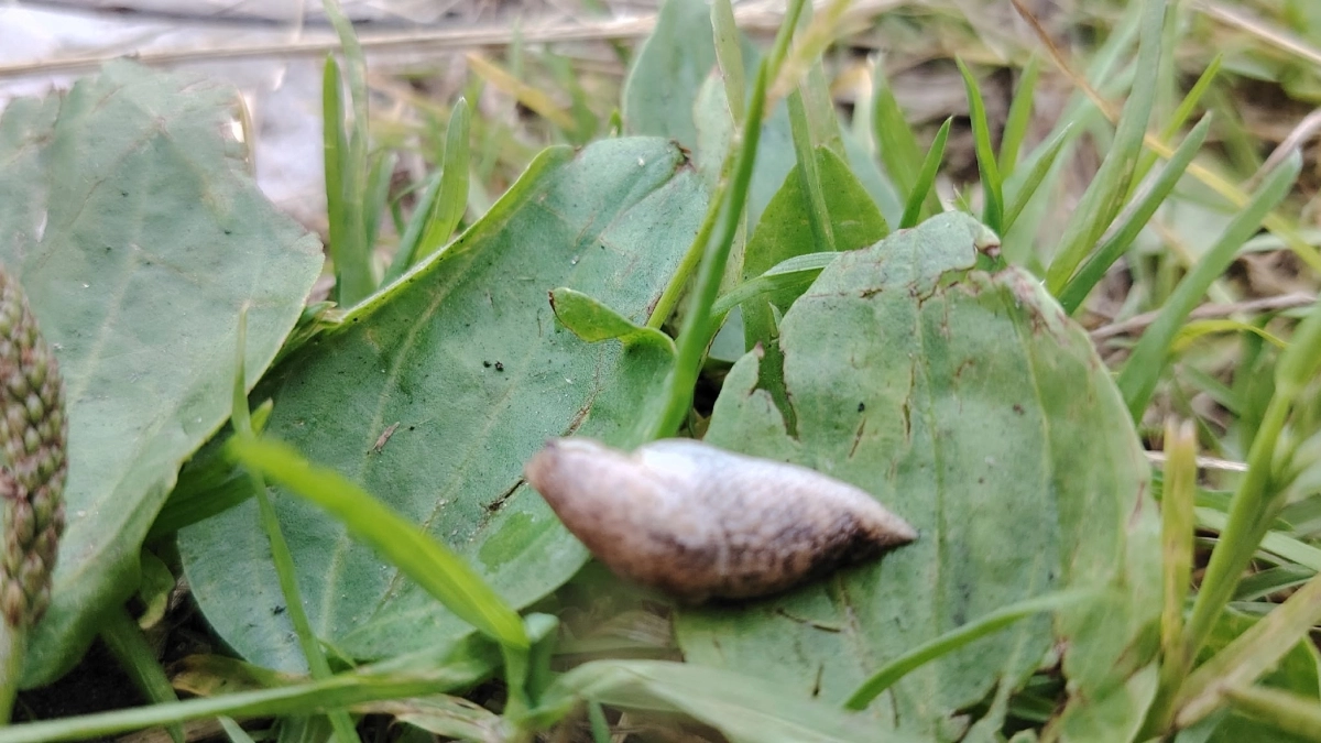 «Хуже борщевика»: вредители на российских огородах. Дачники просто опускают руки