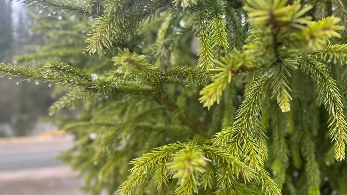 В Калужской области ожидается дождливый день с температурой до 19 градусов