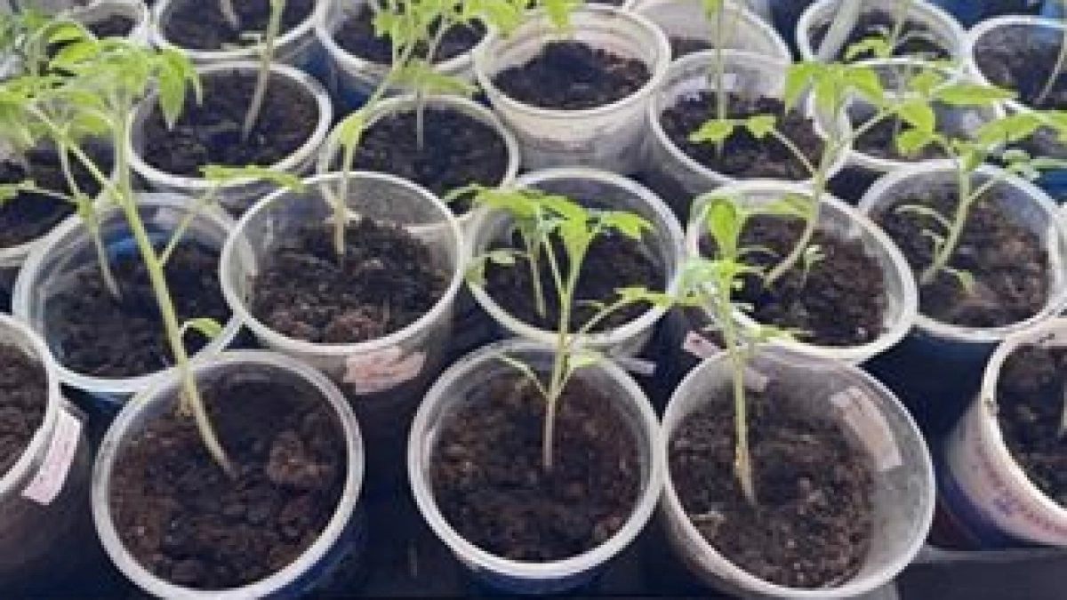 Рассаде томатов на Растущую Луну - важнее фитолампы: 1 ложка в воду - и стебли будут толще палки