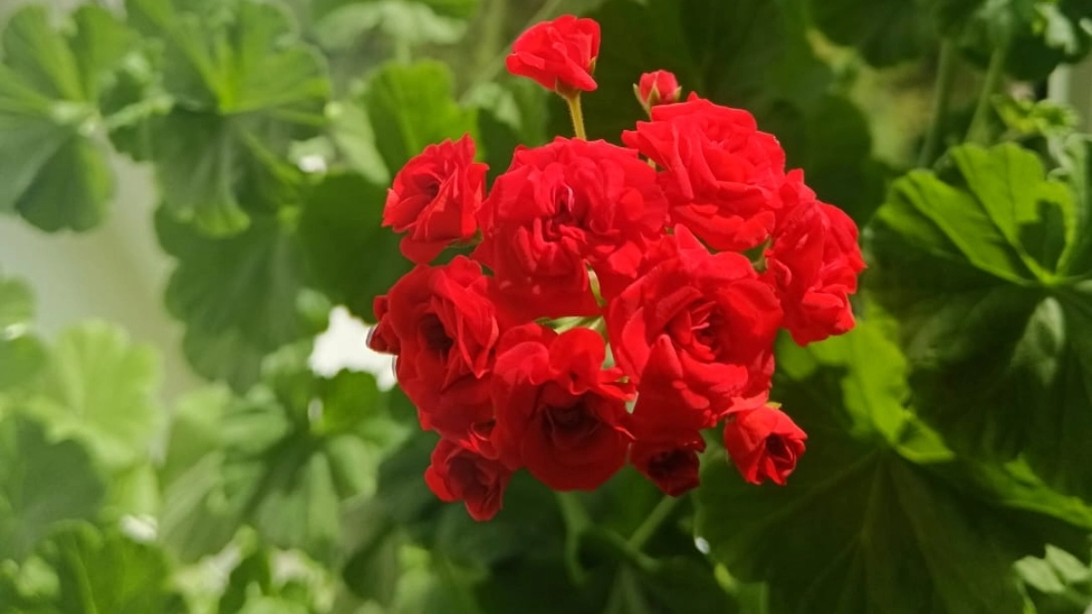 Зазеленеет и зацветет: как оживить герань после зимы