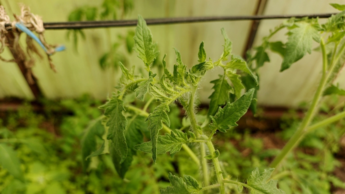 Посадка ранних томатов в теплице: схема в один ряд и двойная подвязка