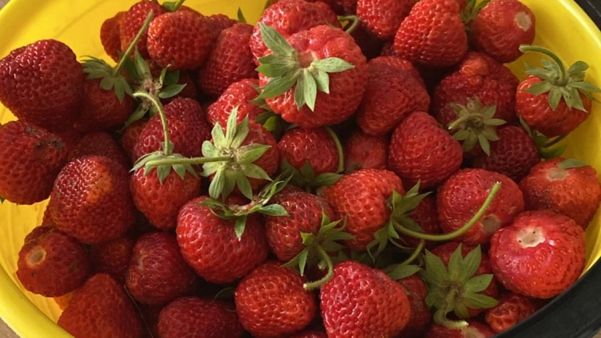 Весенняя подкормка клубники: что рассыпать сразу после схода снега, чтобы ягоды стали крупными, а кусты не болели