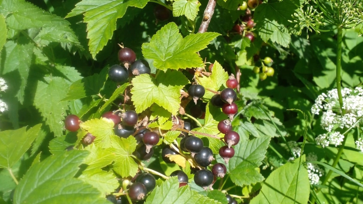 Весенний завтрак для чёрной смородины: чем и когда удобрять для большого урожая