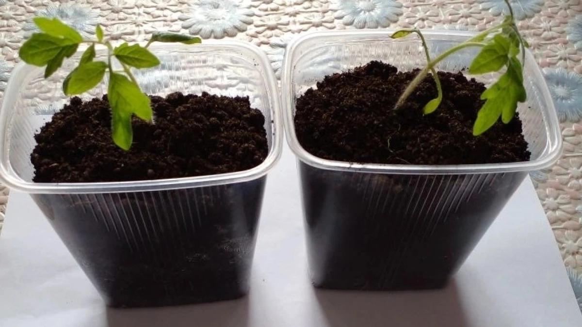 Посадил томаты в холодную теплицу в апреле: 7 условий и все кусты прижились