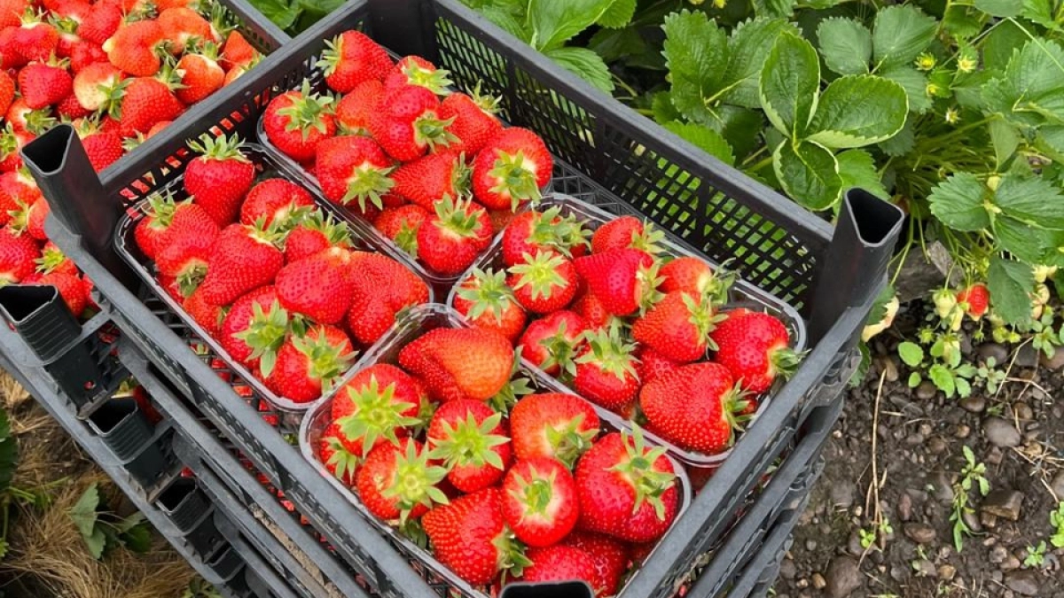 Про клубнику: агроном сказал облегчить жизнь весной, не солить и не стричь листья. И я не прогадала: цветоносы с карандаш, ягоды - ящиками