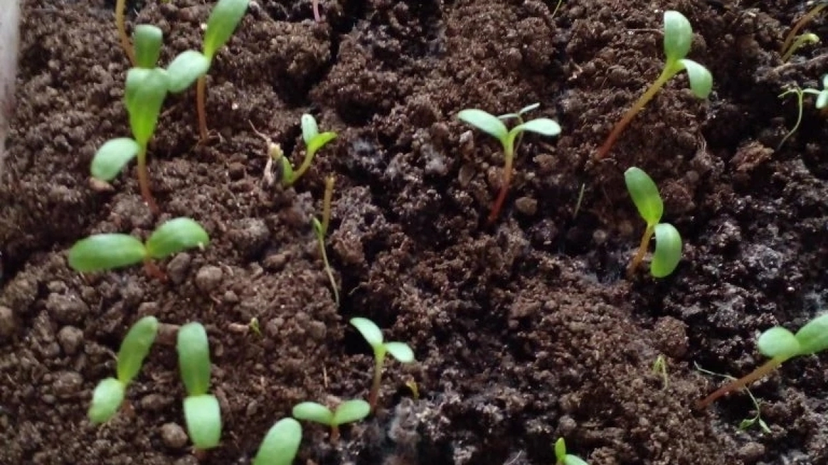 «Черная ножка» убьет вашу рассаду за сутки: агроном назвал 5 основных причин и 3 способа защиты