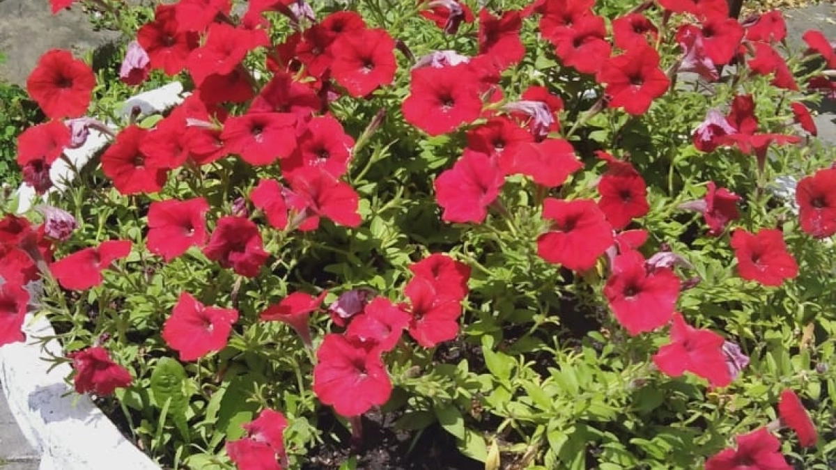 Бросьте семена в грунт в апреле — и к середине лета клумба усыпана нежно-розовыми бусинами. Цветение продолжается до самых холодов