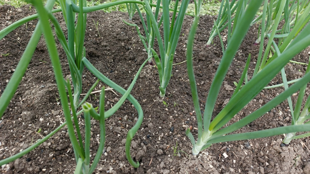 Что не любит лук при посадке весной: 5 вопросов к луку, 5 ответов и 5 этих хитростей. И что мы делаем не так: неочевидные промахи