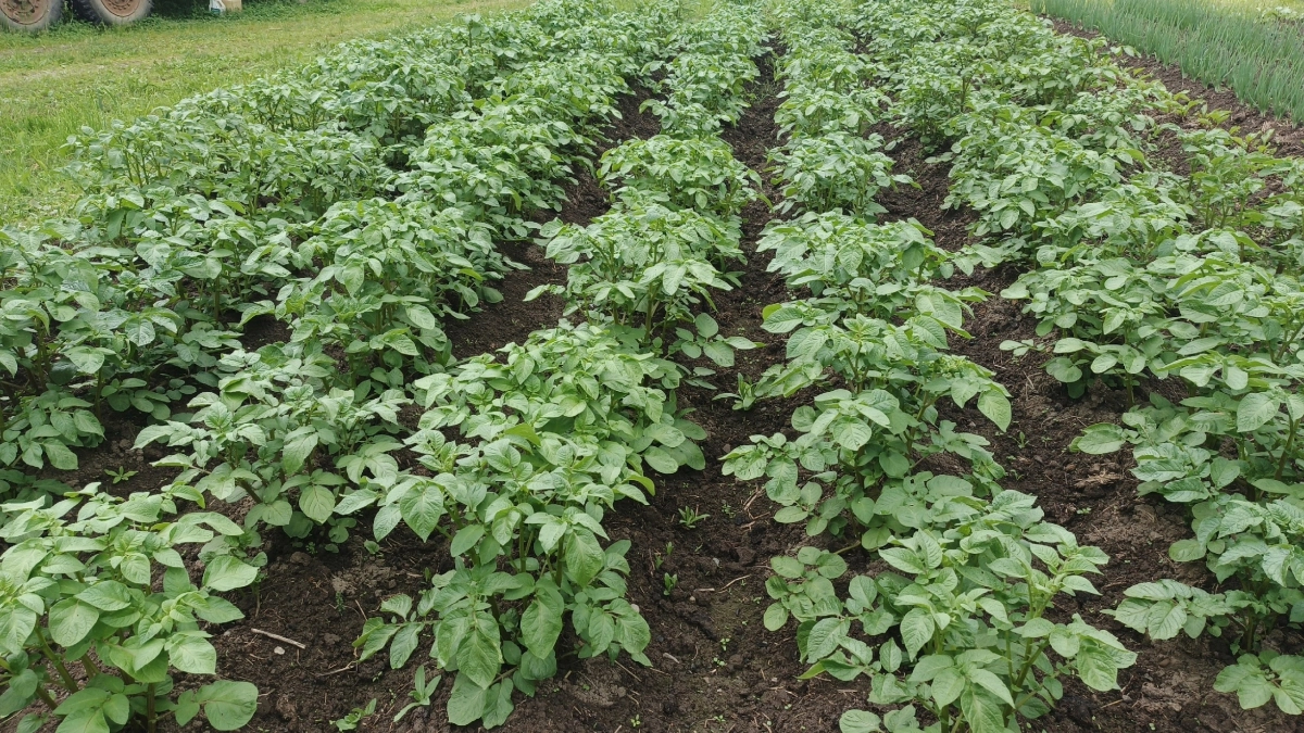 Сажать картошку больше не модно - вот 5 культур, на которые ее можно смело поменять. Дачники ликуют от счастья
