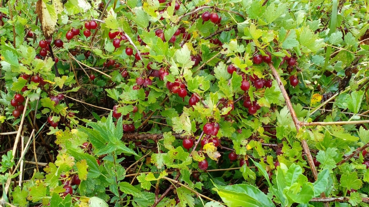 Сладкая как мед и крупная как виноград: смородина будет плодоносить ведрами с помощью данной схемы