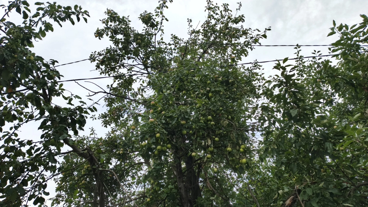 Чем обработать яблони и груши в начале апреля: медным или железным купоросом – агроном дал такой ответ