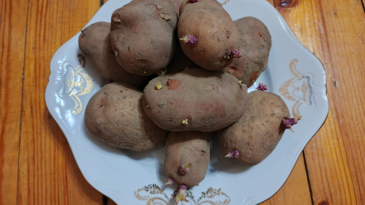 Почему я не спешу картошку сажать: эти 3 причины не спешить с посадкой и 2 причины поторопиться