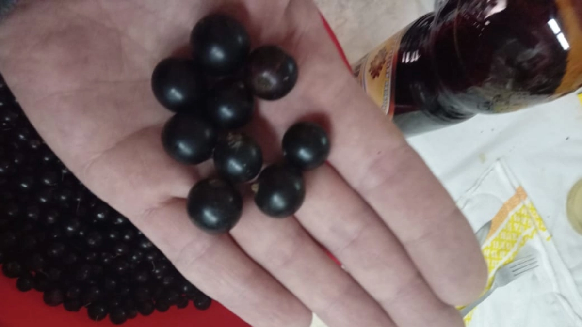 Смородина у меня стала крупная и сладкая! Рассказываю, об эффективном и бесплатном удобрении