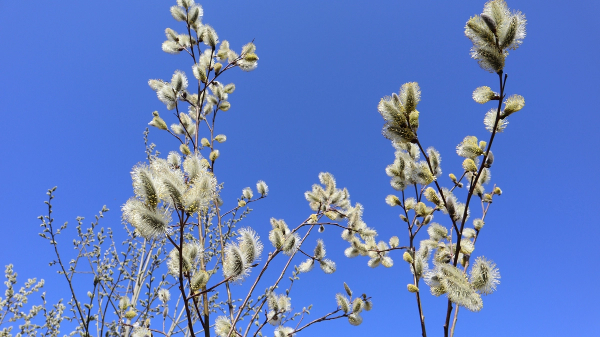 В Калужской области ожидаются дождь и до 13 градусов тепла 6 апреля