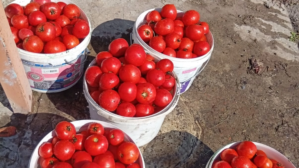 1 ложка в лунку — и вывозим томаты на камазе: мясистые, сладкие, ни единой трещинки, по 10 кг с куста 