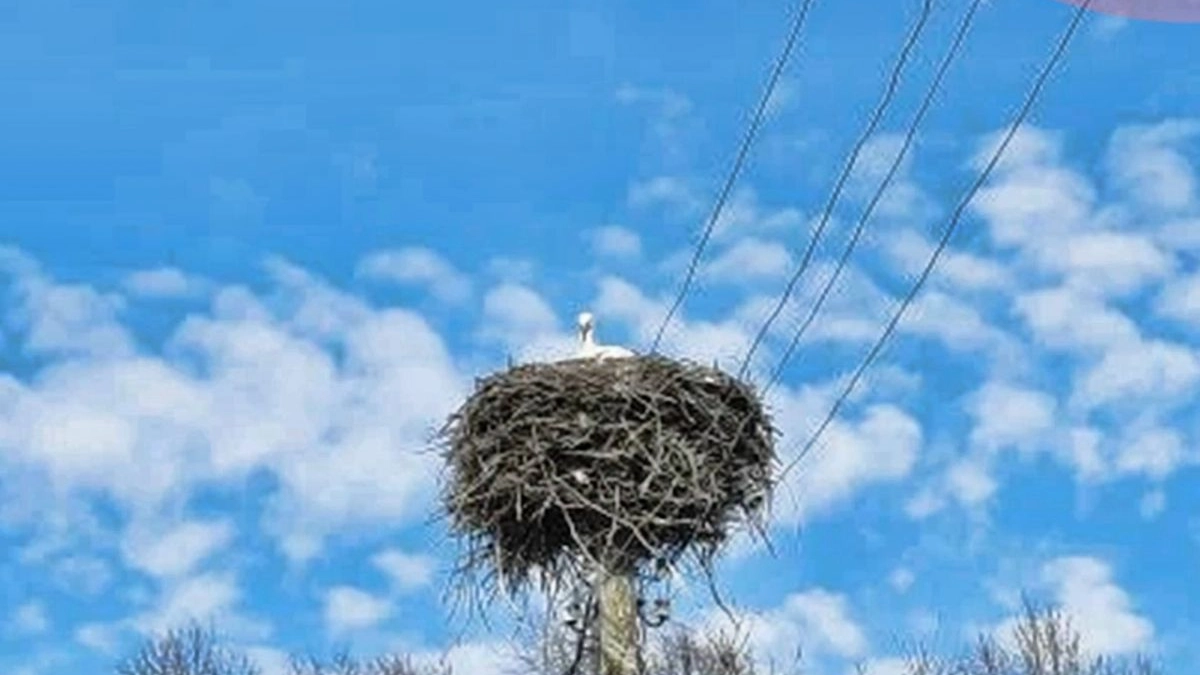 В Калужскую область после зимы вернулись белые аисты