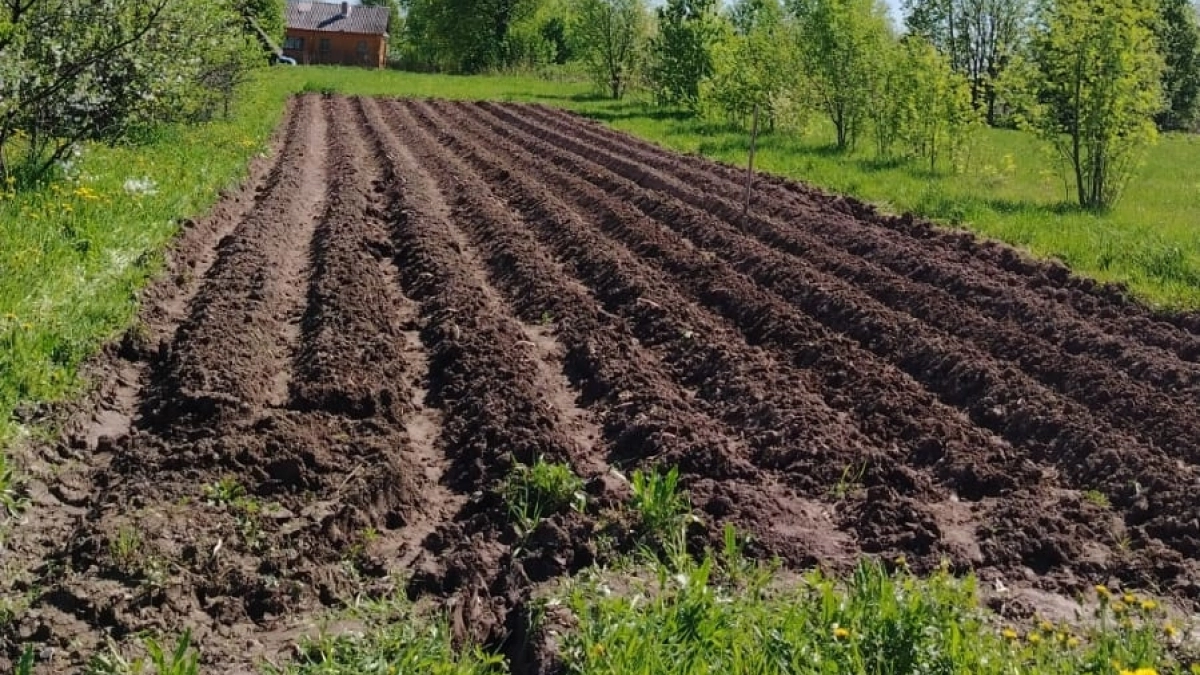 Дачники, запишите, какие культуры необходимо посеять в апреле 2026 года 