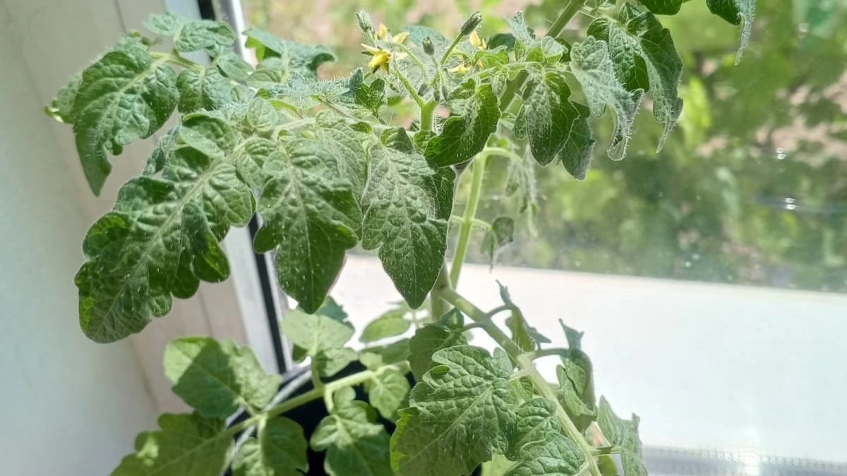 А поливать рассаду томата нужно правильно - большую и малую: 4 тонкости, залог успешного полива. И 3 скрытые ошибки, которые делали все