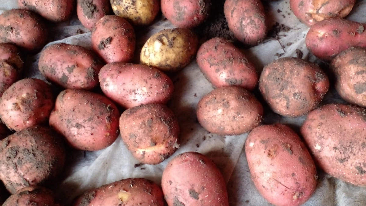 Не зола и не доломитка: перед посадкой сыплю на клубни этот порошок – собираю по 2 ведра картошки с куста 