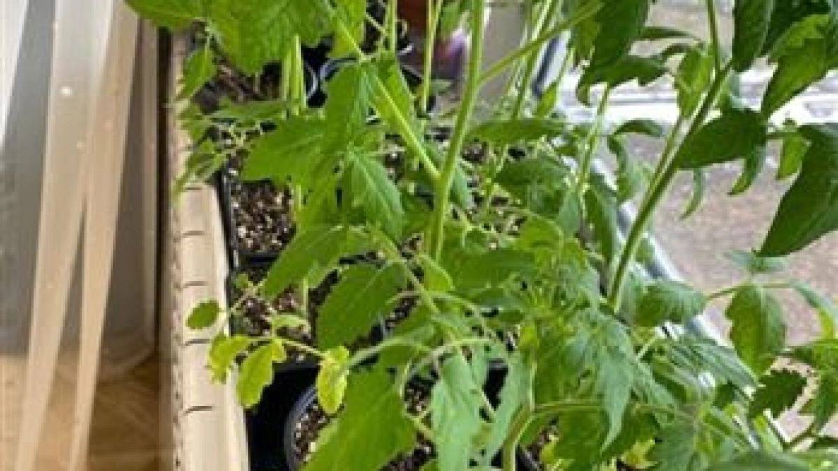 1 таблетка на стакан воды и рассада томатов крепчает и оживает прямо на глазах. Трачу всего 10 рублей