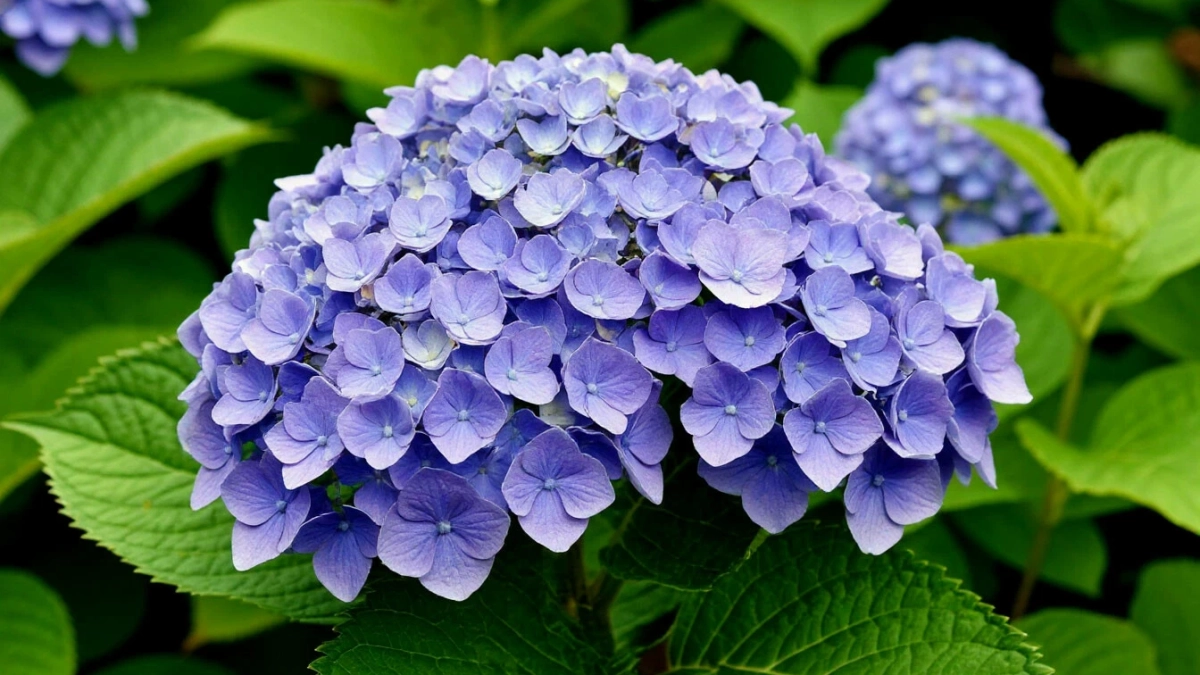 "Всегда срабатывает": 5 необходимых весенних процедур по уходу за гортензией для пышного и обильного цветения