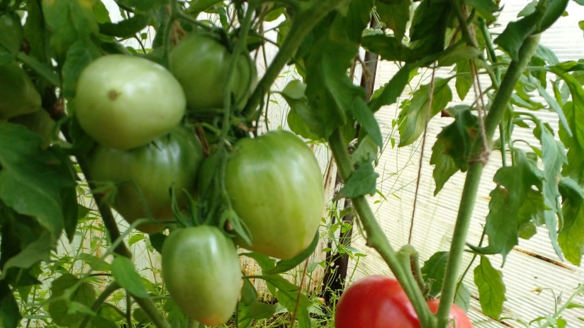 Бросьте горсть в лунку при посадке томатов! Урожай будете вёдрами собирать, а фитофтора исчезнет