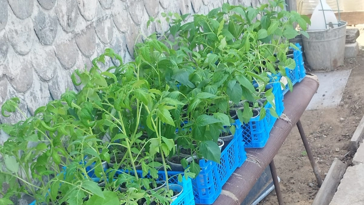 Таблетка янтарной кислоты за 15 рублей работает как «Эпин» за 300 - проверила на своих перцах и баклажанах