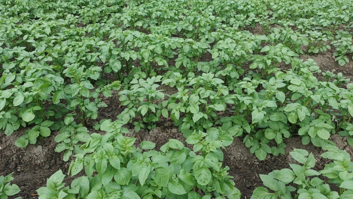 Всего 2 горсти в лунку — урожай картофеля умножаю на два. Сажаю так уже 5 лет