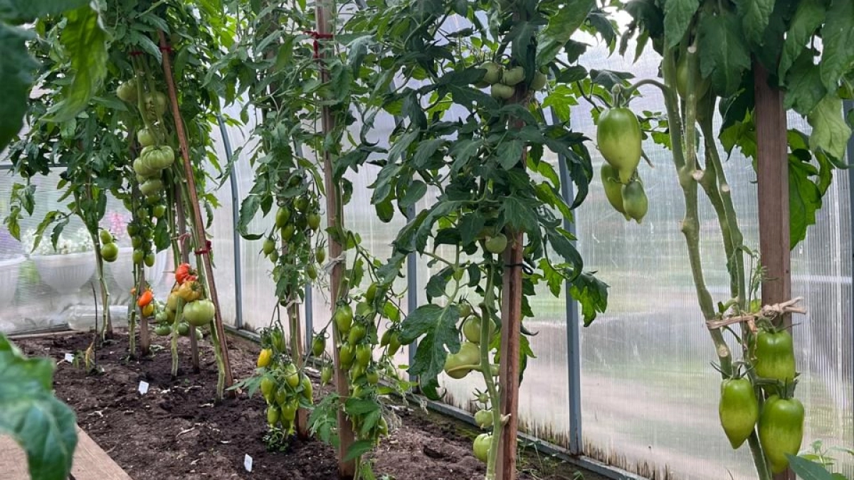 1 стакан и перцев, огурцов, томатов нарастает целая тонна, даже хилые начинают бешено расти и не болеют