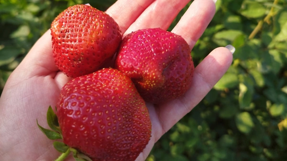 Растворяю 5 таблеток янтарной кислоты на 10 литров воды для клубники. Дачники удивляются урожаю в 2 раза больше