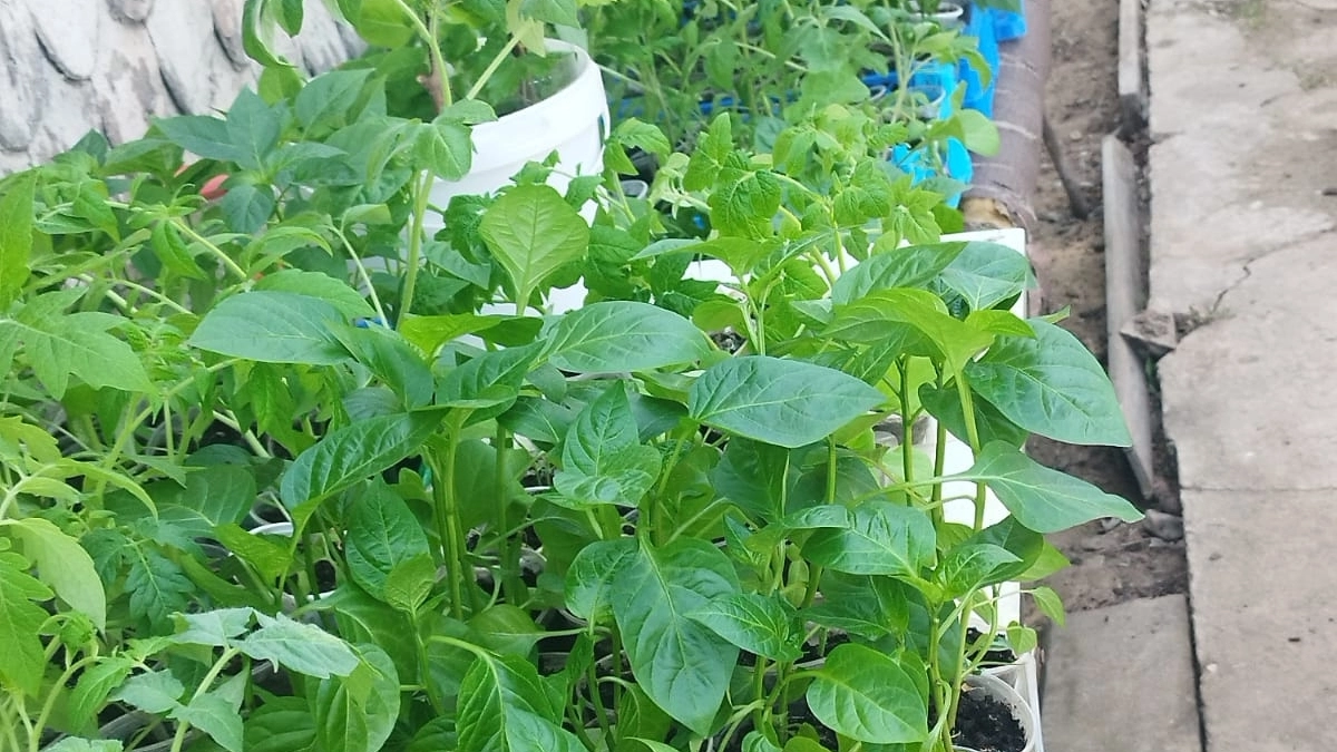 Мощнейшие корни прут щёткой: подкормка из этих 2 таблеток для рассады томатов и перцев. Хоть на продажу выставляй