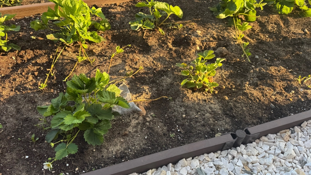 Йод - основной секрет большого урожая клубники! Внесите так весной в апреле - мае