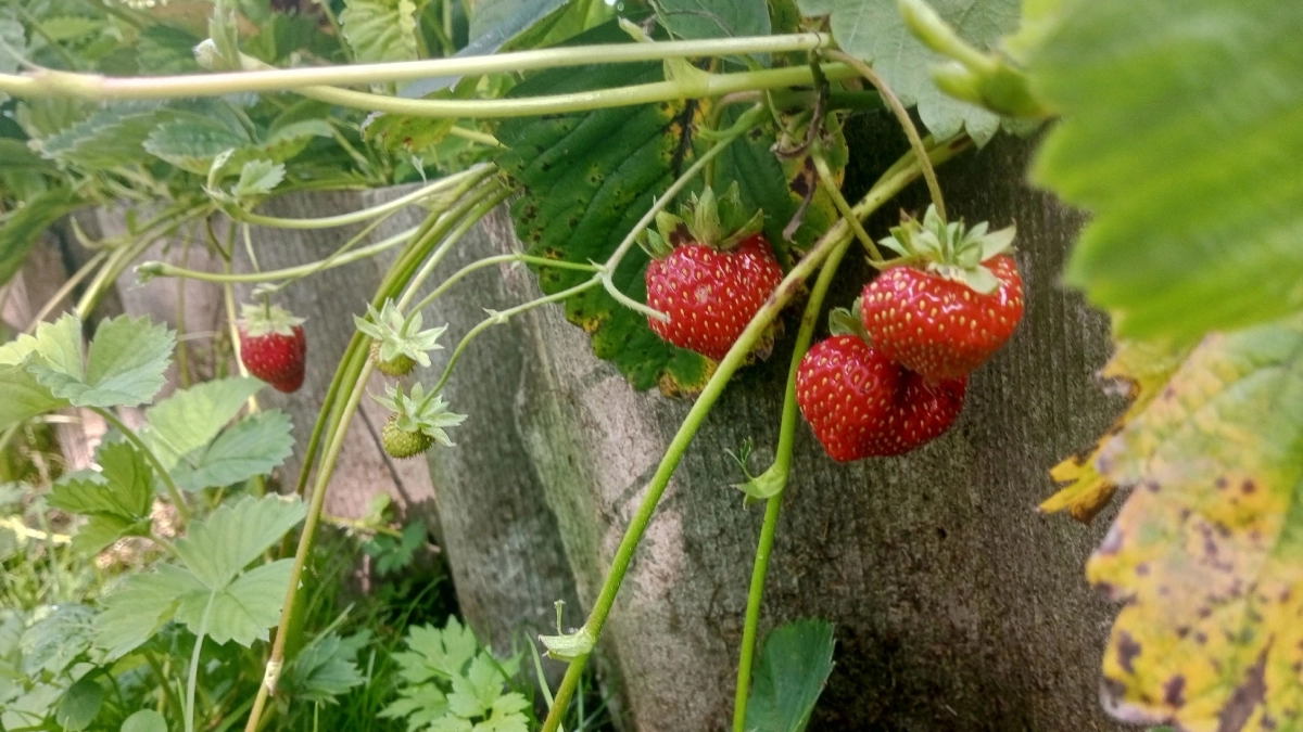 Чем подкормить клубнику весной для обильного урожая: пошаговая инструкция после долгой зимы, этапы ухода и удобрения