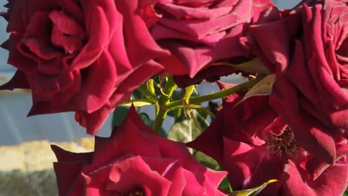 Подвязываю розы способом Сиссингхёрст – чтобы цвели по всей длине веток, а не только на верхушках