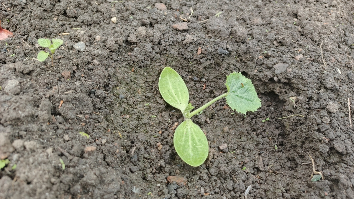 А огурец против: что не любит рассада огурца. 4 неявные ошибки - и огурец чахнет, вытягивается, вянет и желтеет. Агрономы рекомендуют