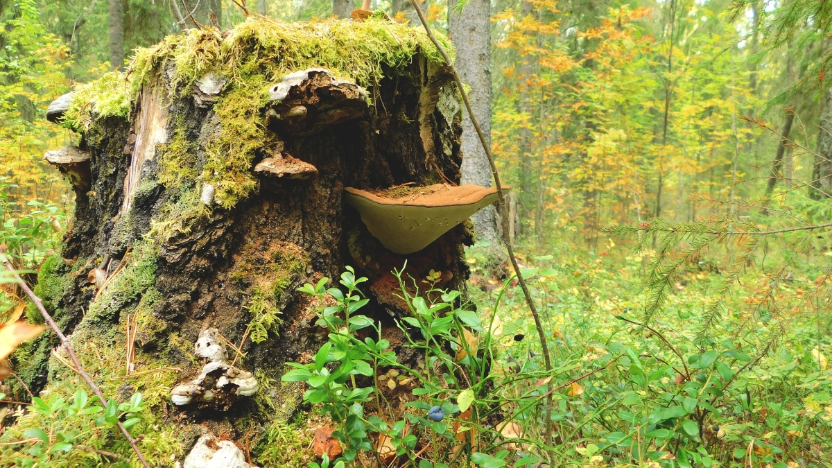 В Красную книгу Калужской области включили редкий гриб