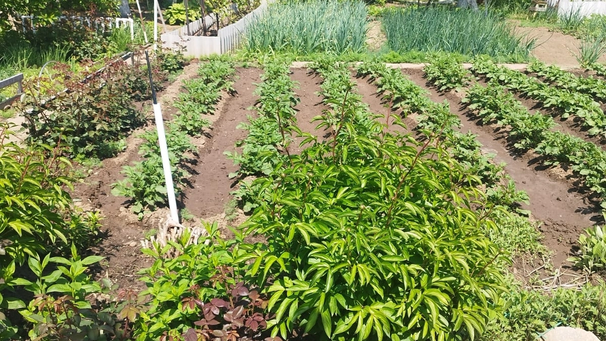 Дачники, запишите себе лучшие дни для посадки рассады в апреле 2026