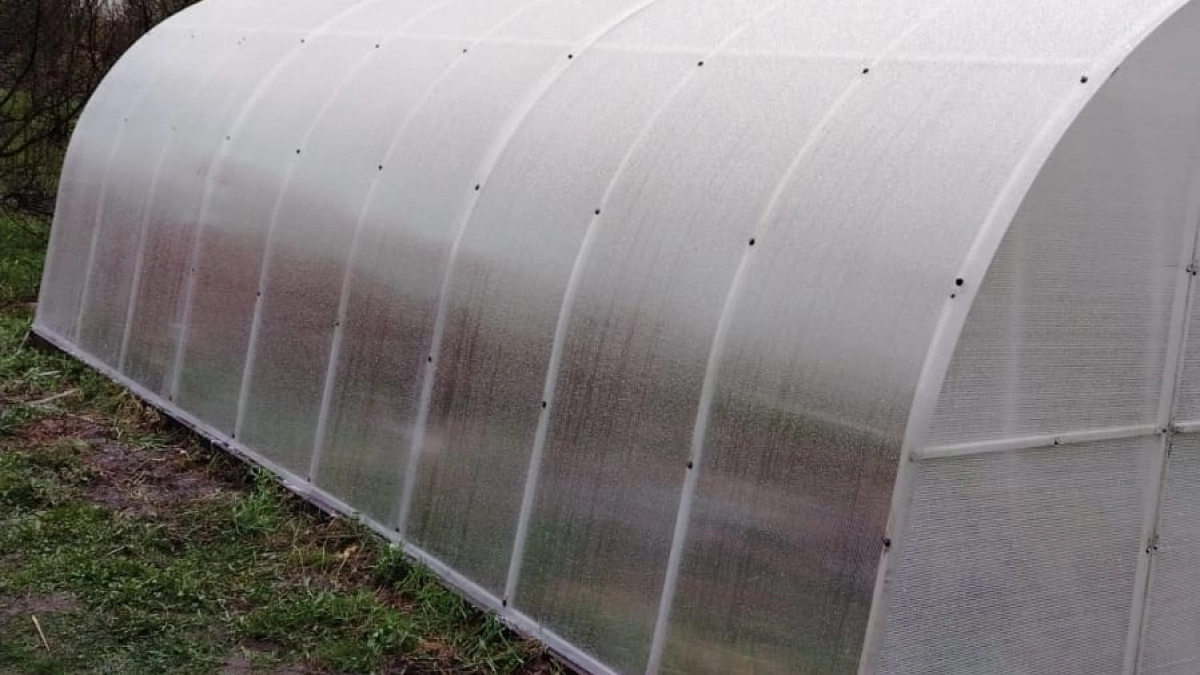Поликарбонат больше не в моде: нашла для теплицы материал лучше и бюджетнее