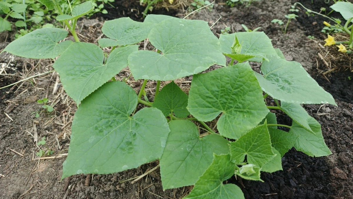 Яблоки — на шарлотку, кожуру — огурцам: четверть стакана под куст — от зеленцов спасу не будет