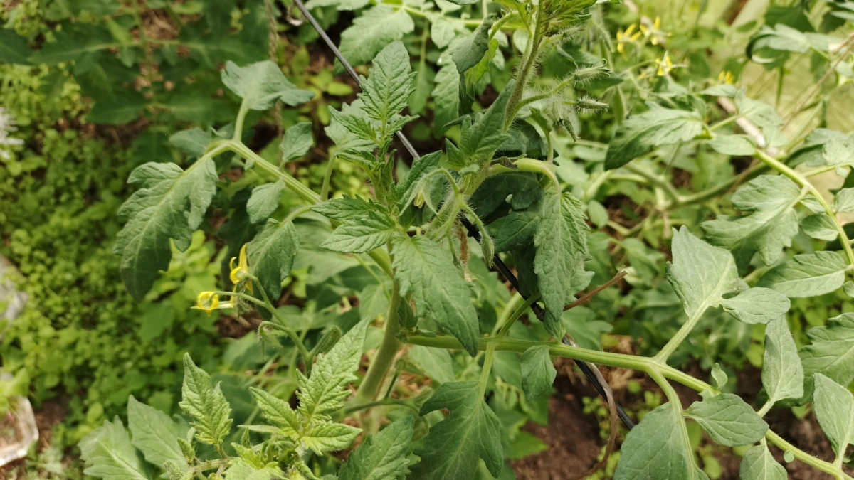 Не рассада, а настоящие "крепыши": после пикировки поливаем растения этой подкормкой — прут как на дрожжах 