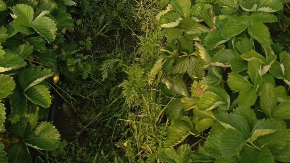 Наконец поняла, как обрабатывать клубнику каждой весной: 3 шага — и куст дает по 1,5 кг