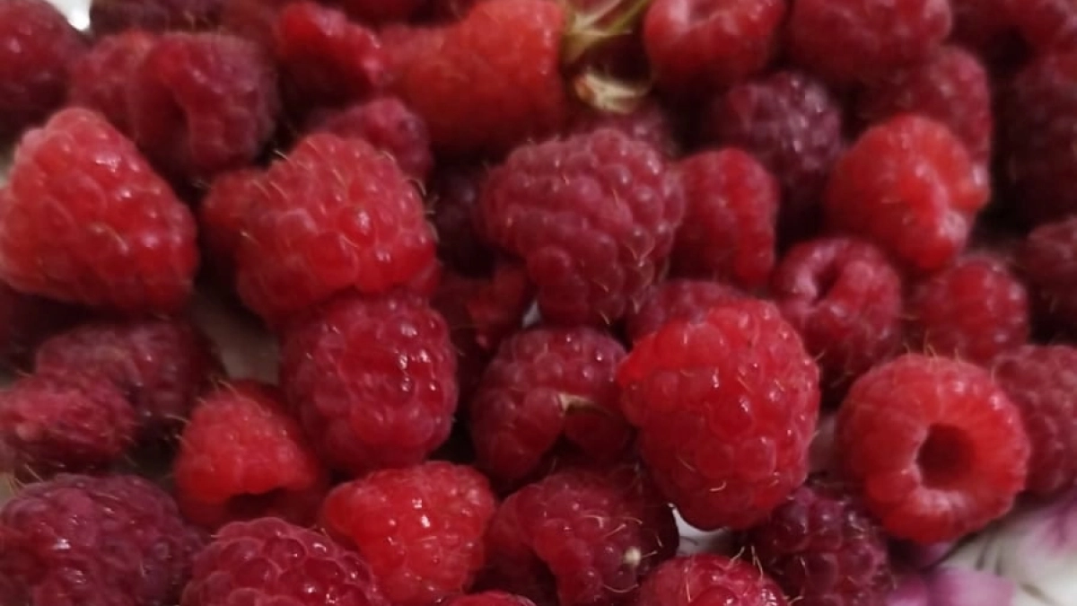 Лью под цветущую малину то же, что и прабабушка 50 лет назад. Соседи не верят размеру моих ягод и просят дать рецепт