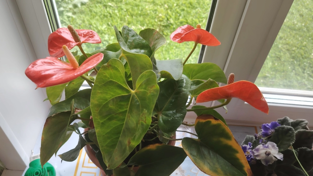 Весной антуриуму главнее не вода, а правильная подкормка: 5 г – и алые бутоны полезут один за другим – мощное цветение 10 из 10